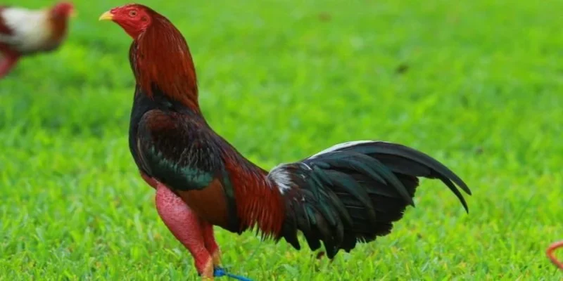 Gà chọi Cuban F1: Chiến thuật đa dạng và sức mạnh vượt trội