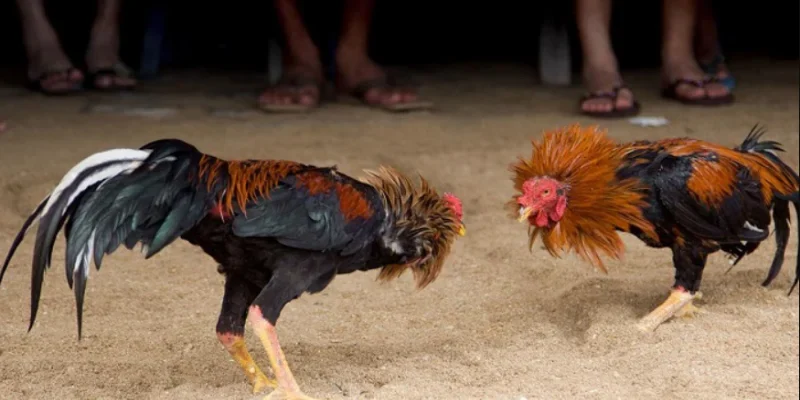 Chọn thời điểm xổ gà phù hợp