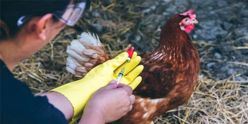 Tiêm phòng cho gà tiến hành cẩn thận hỗ trợ tăng cường khỏe mạnh