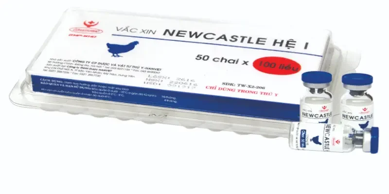 Đối với những con đã trên 60 ngày tuổi, tiêm vắc xin Newcastle chủng M